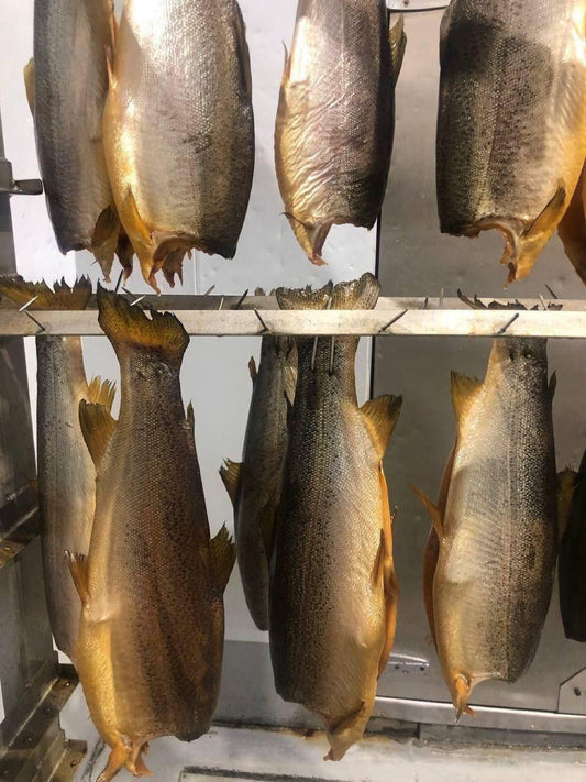 Cold-smoked semga steelhead trout hanging in the smoker